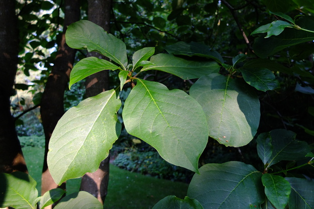 July close-up photo