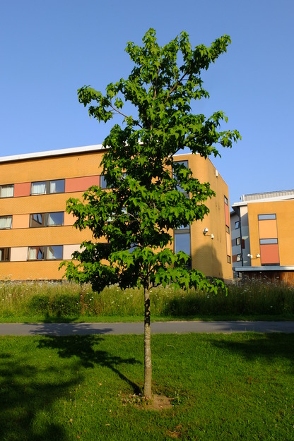 July tree photo