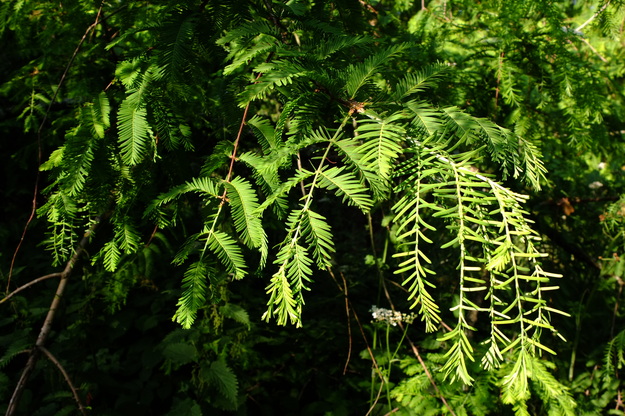 July close-up photo