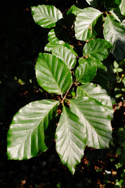 July close-up photo
