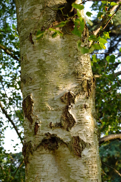 July close-up photo
