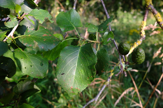 July close-up photo