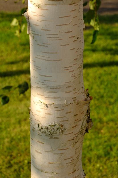 July close-up photo