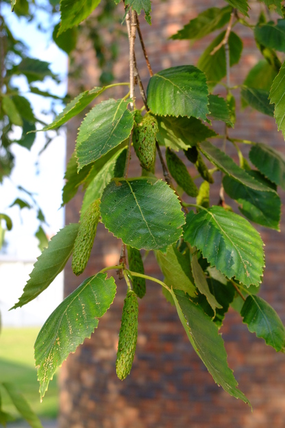 July close-up photo