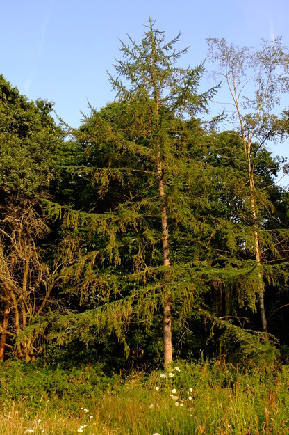 July tree photo