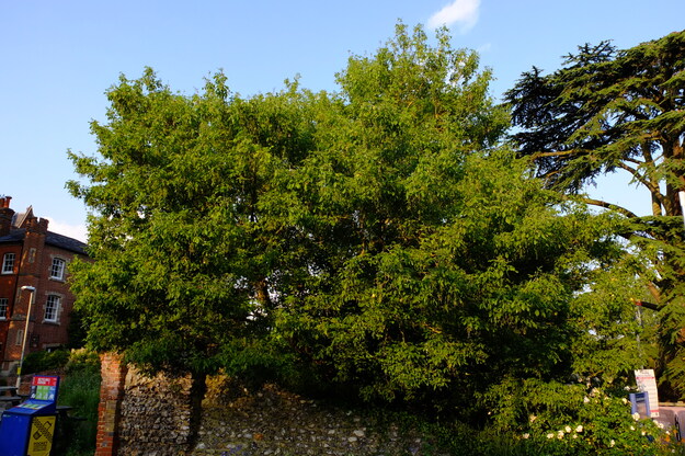 July tree photo