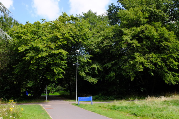 August tree photo