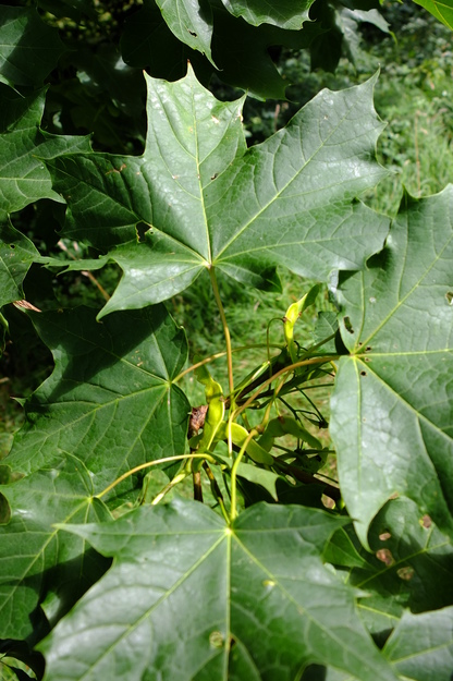 August close-up photo