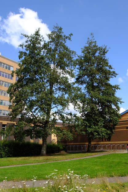 August tree photo