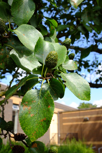 August close-up photo
