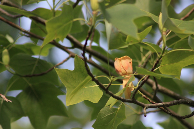 June close-up photo