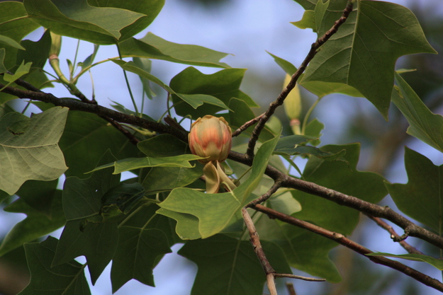 June close-up photo