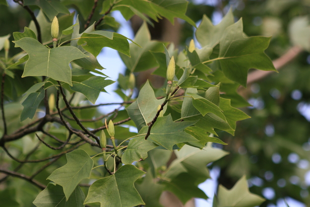 June close-up photo