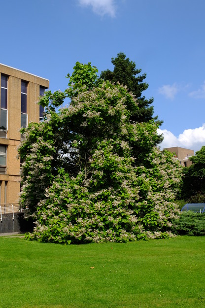 August tree photo