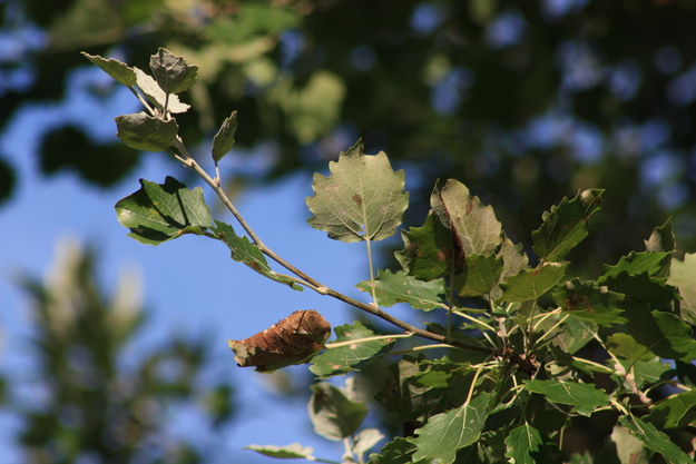 July close-up photo