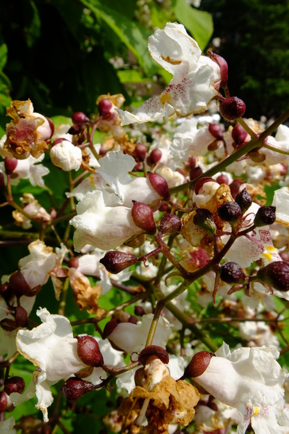 August close-up photo