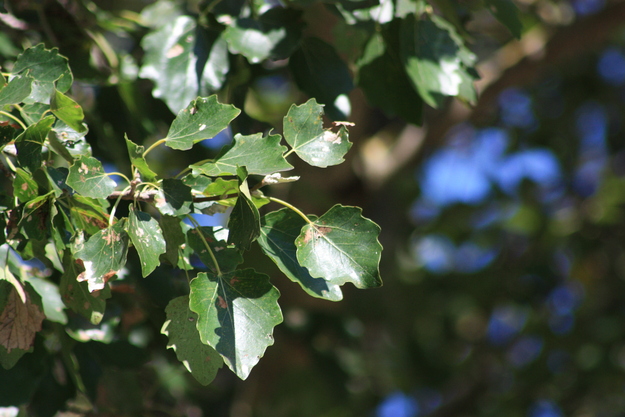 August close-up photo