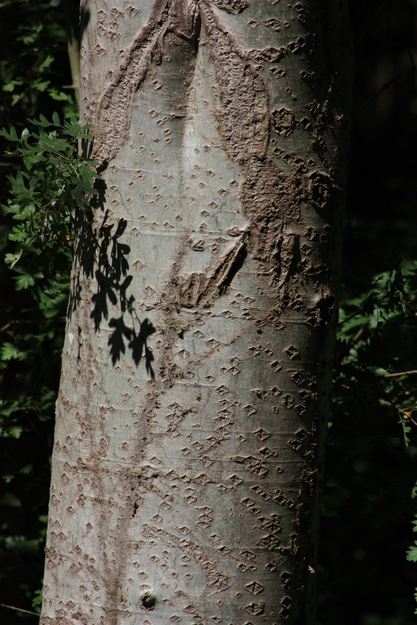 August close-up photo