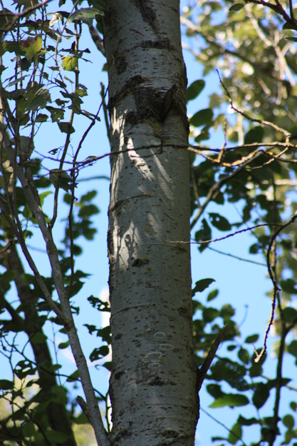 August close-up photo
