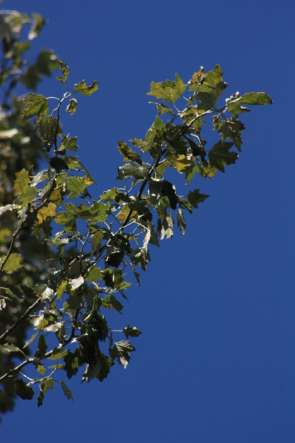 August close-up photo