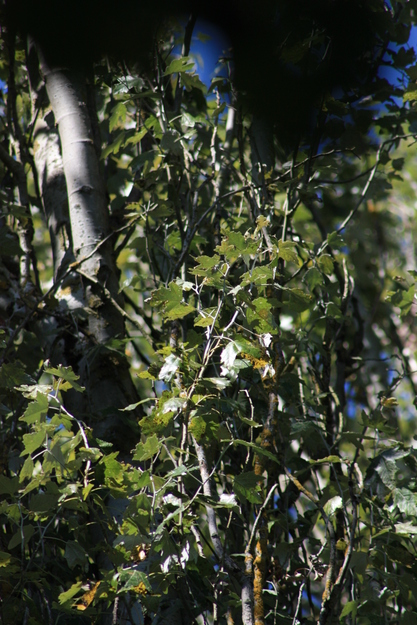 August close-up photo