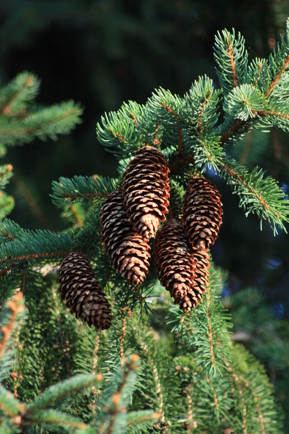 August close-up photo