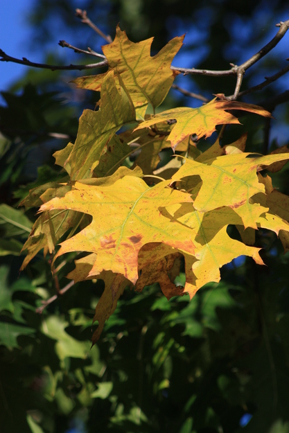 October close-up photo