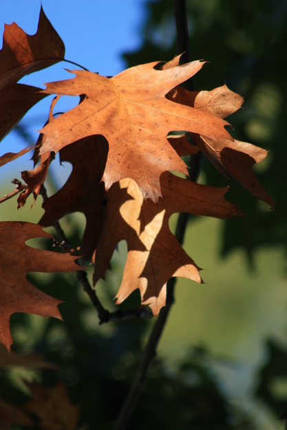 October close-up photo