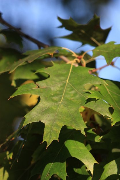 October close-up photo
