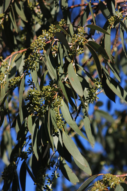 October close-up photo