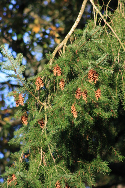 October close-up photo