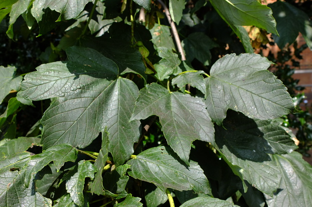August close-up photo
