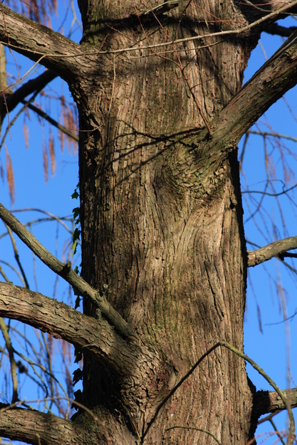 January close-up photo