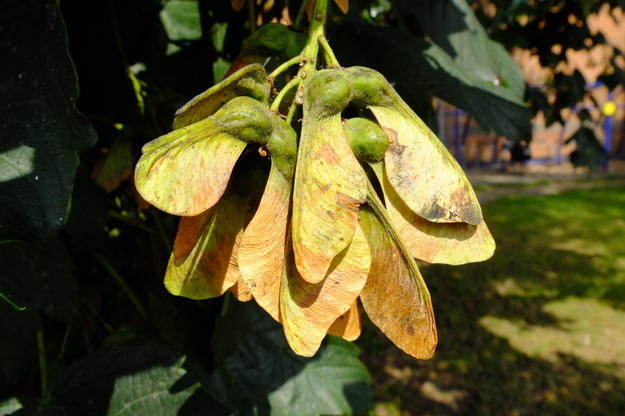 August close-up photo