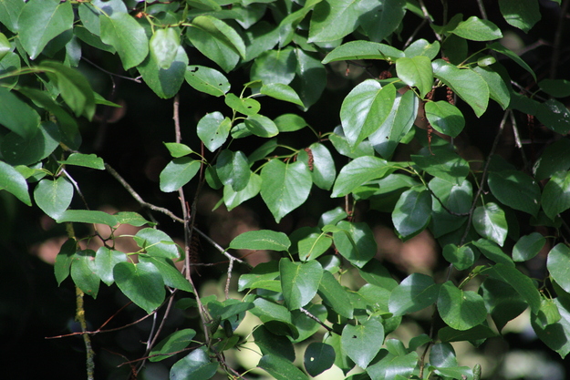 June close-up photo