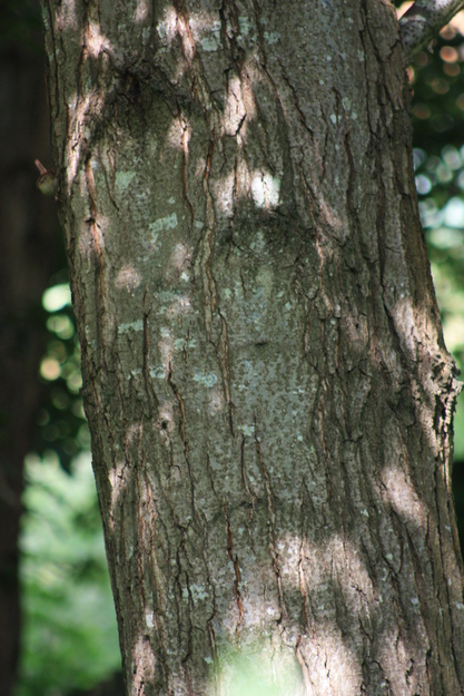 June close-up photo