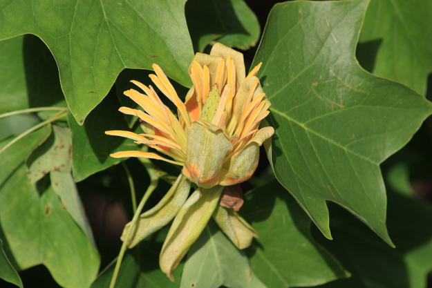 June close-up photo