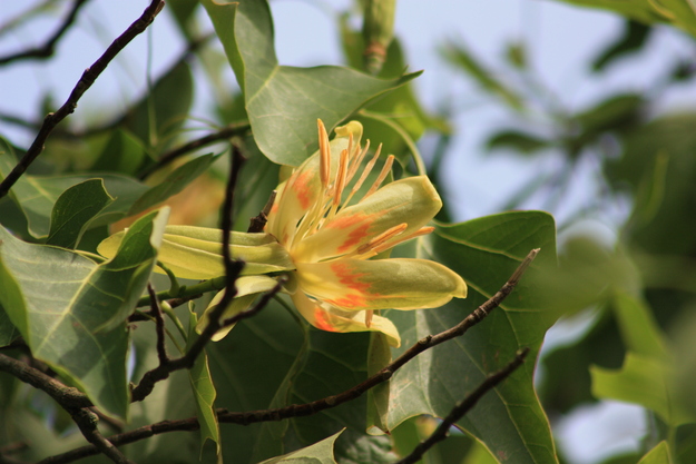 June close-up photo
