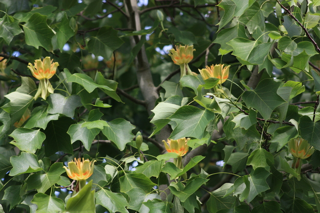 June close-up photo