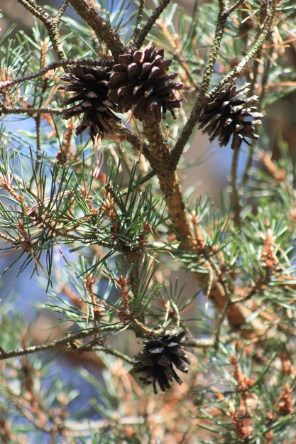 August close-up photo