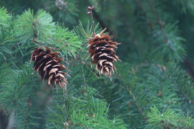 August close-up photo