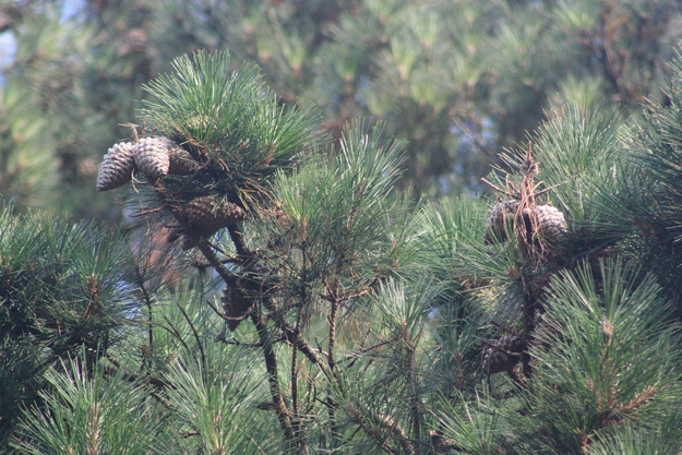 August close-up photo