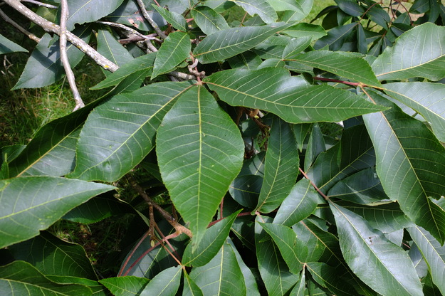 August close-up photo