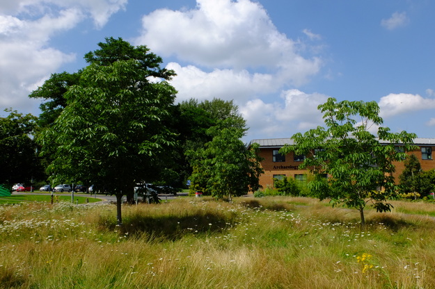 August tree photo