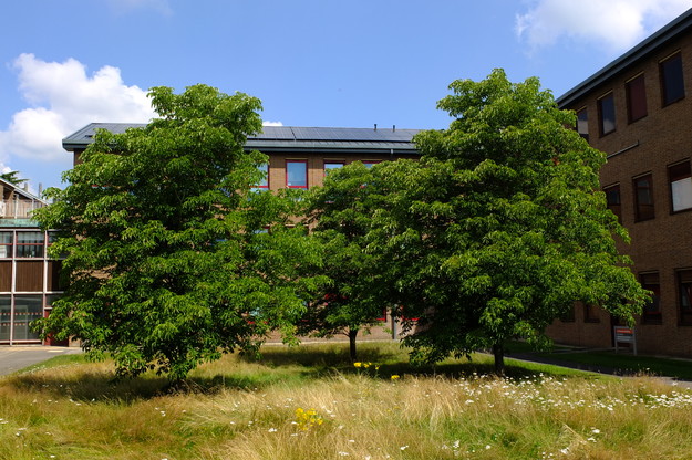 August tree photo
