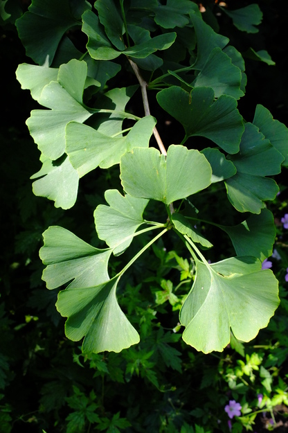 August close-up photo