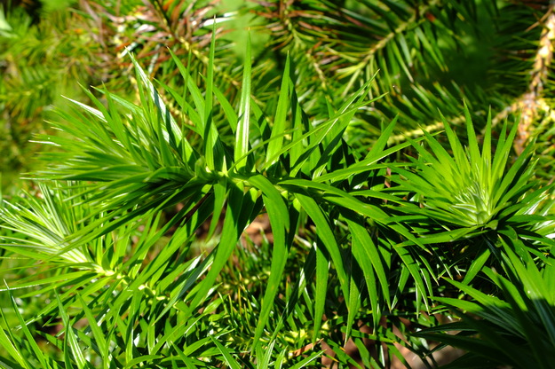 August close-up photo