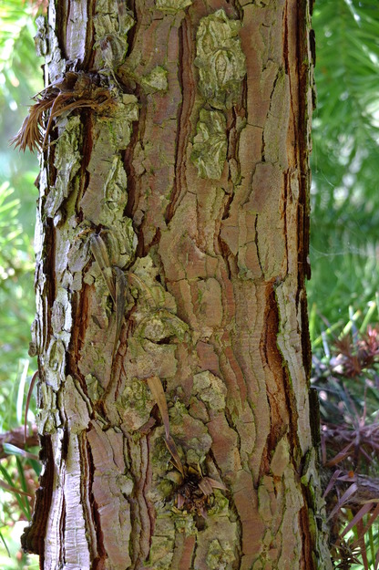 August close-up photo