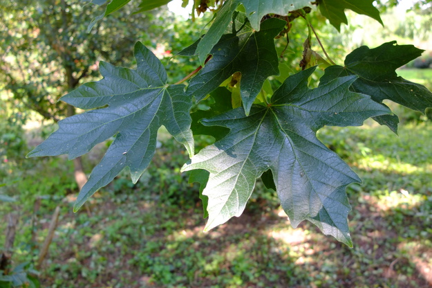 August close-up photo