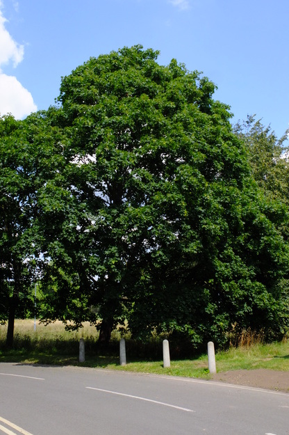 August tree photo